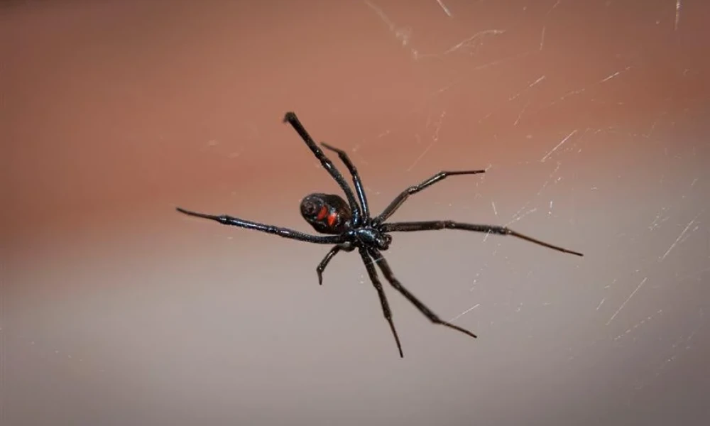 Λευκάδα: Αράχνη "μαύρη χήρα" τσίμπησε 35χρονο- Ο άντρας βρίσκεται στο νοσοκομείο